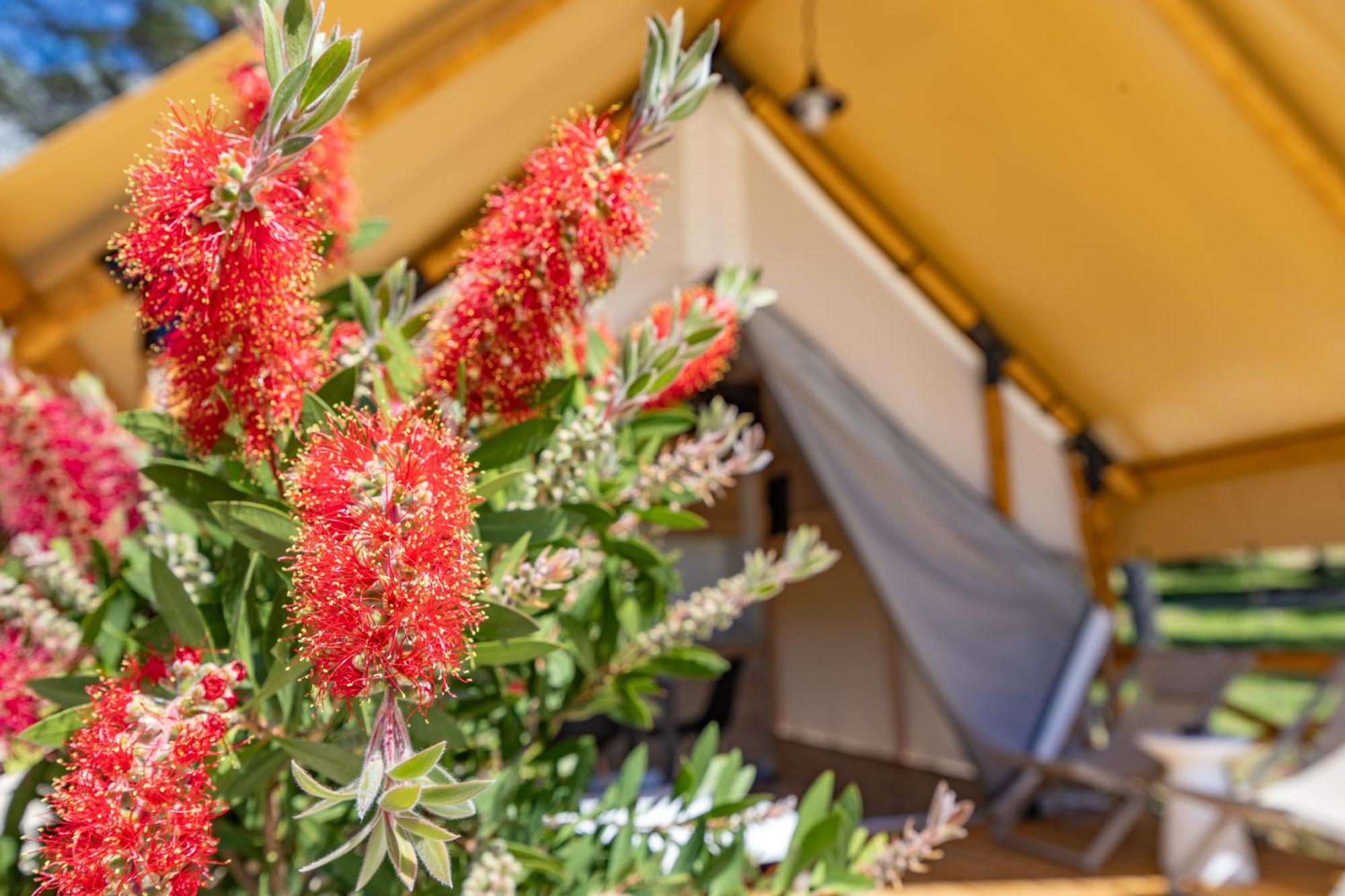 Camp Dole Zivogosce - Mobile Home And Glamping Tent Eksteriør billede